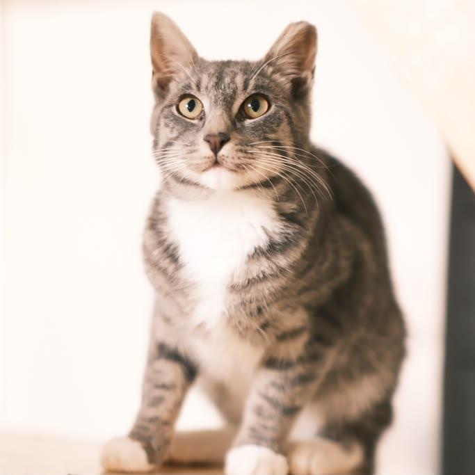Enlarge Jackpot, a ADOPTABLE Domestic Short Hair in South Ozone Park, NY image 1/6