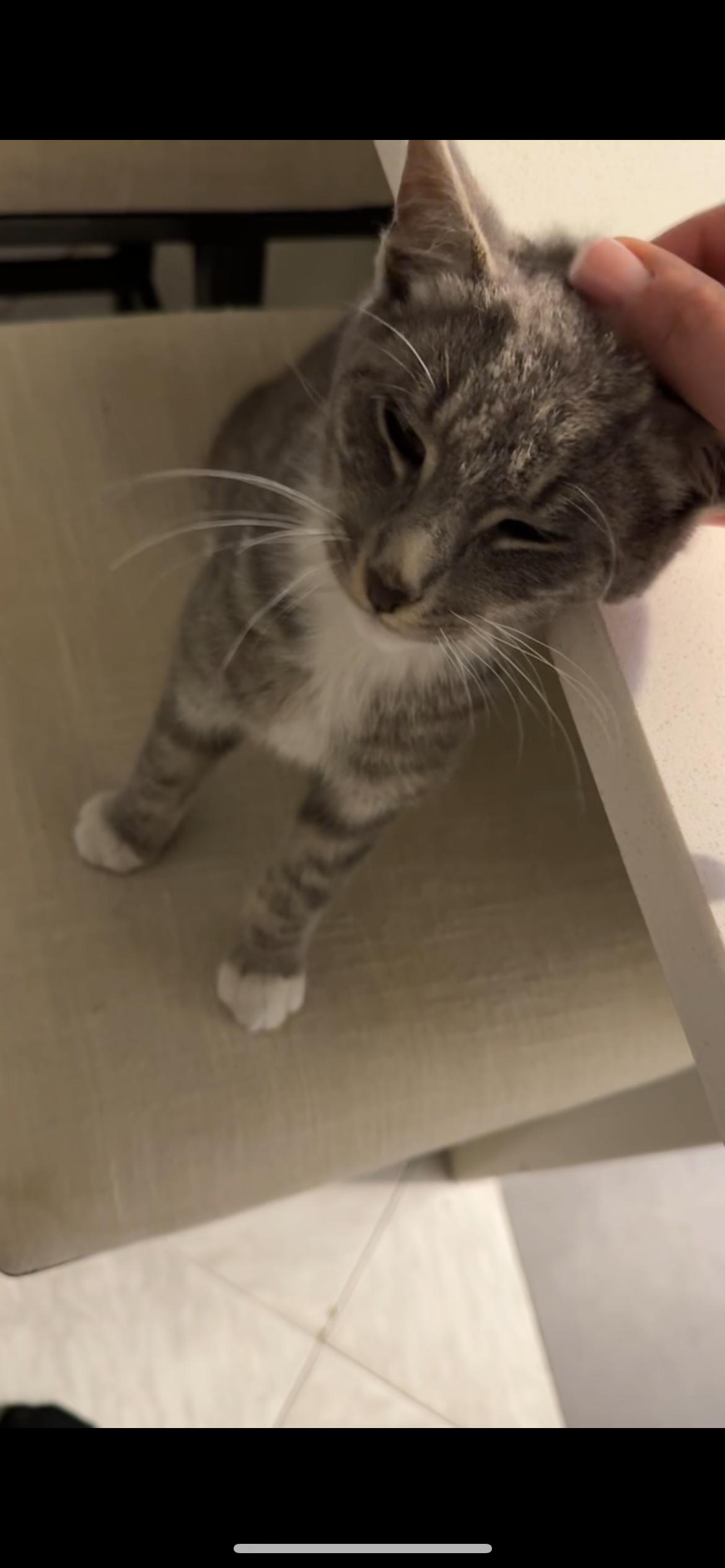 Enlarge Jackpot, a ADOPTABLE Domestic Short Hair in South Ozone Park, NY image 5/5