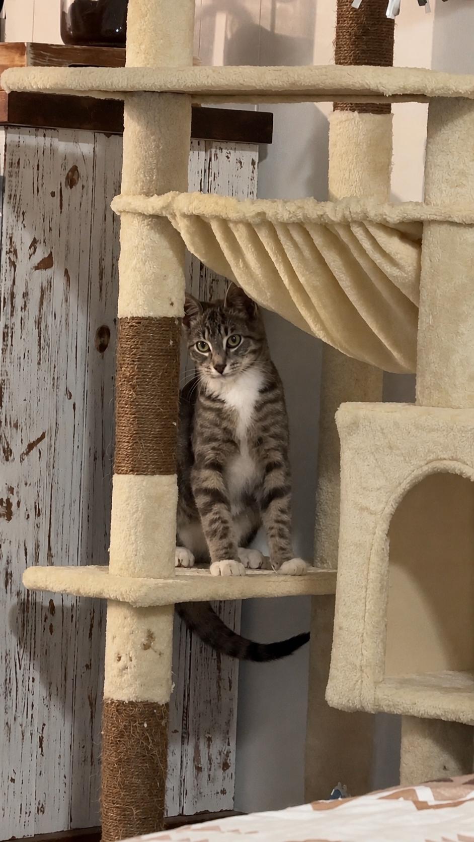 Enlarge Jackpot, a ADOPTABLE Domestic Short Hair in South Ozone Park, NY image 1/5