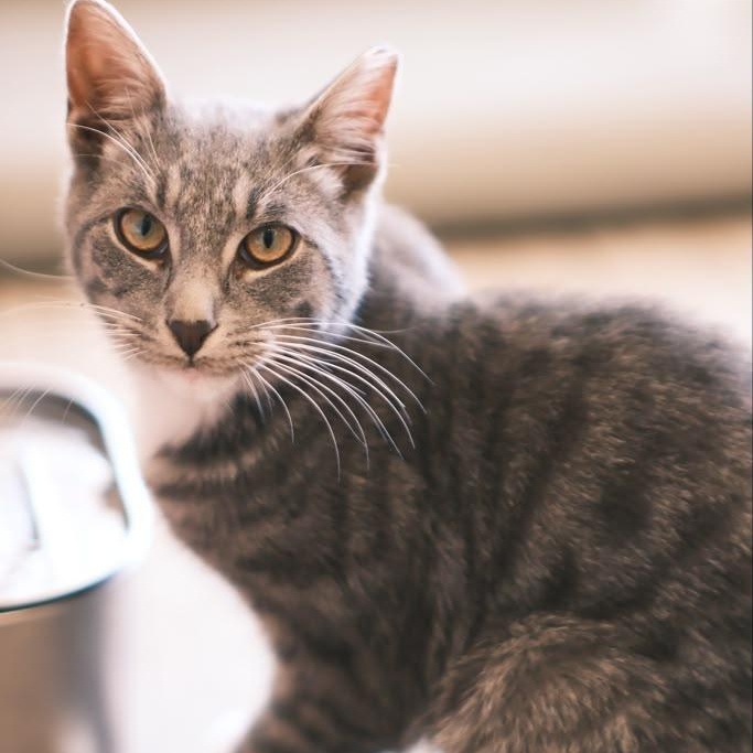 Enlarge Jackpot, a ADOPTABLE Domestic Short Hair in South Ozone Park, NY image 2/6