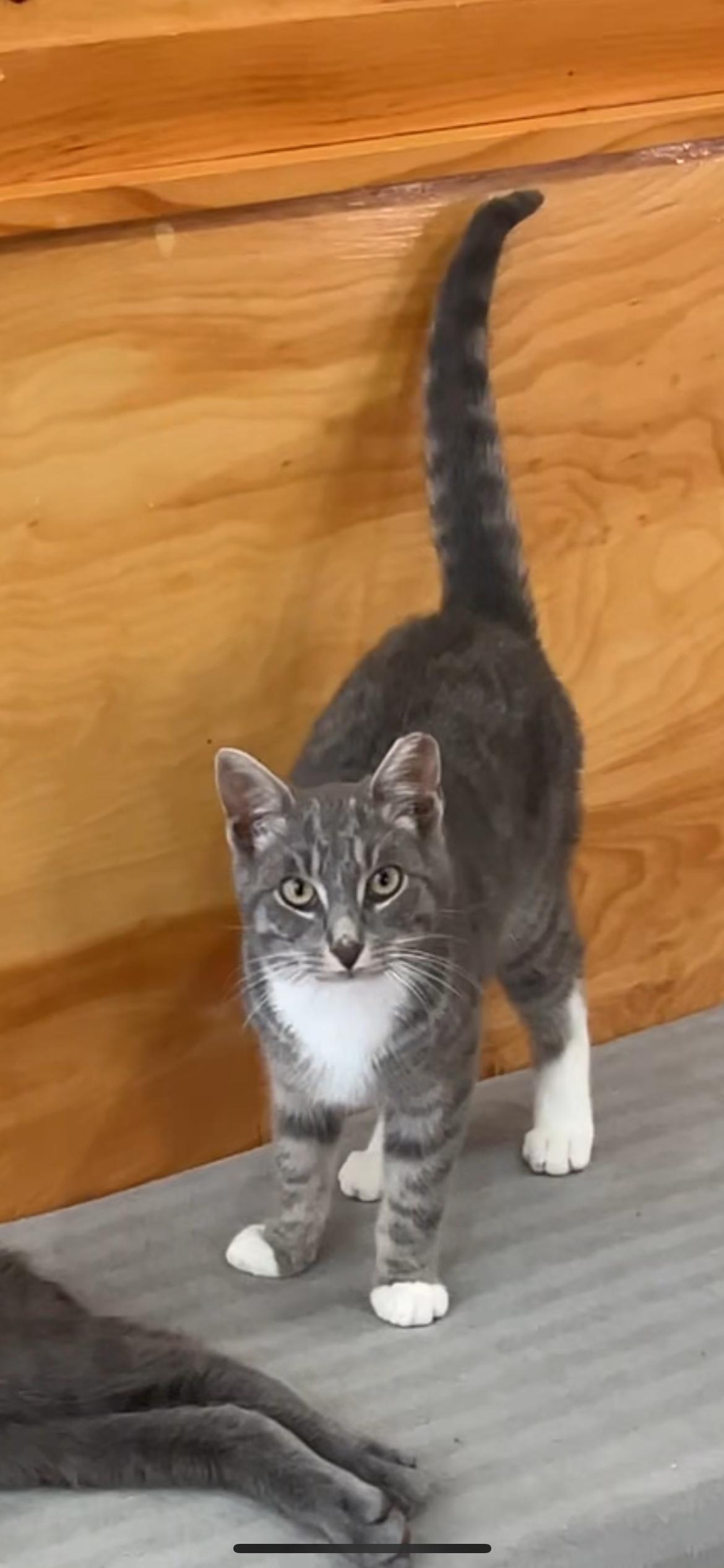 Jackpot, ADOPTABLE, Kitten Male Domestic Short Hair.