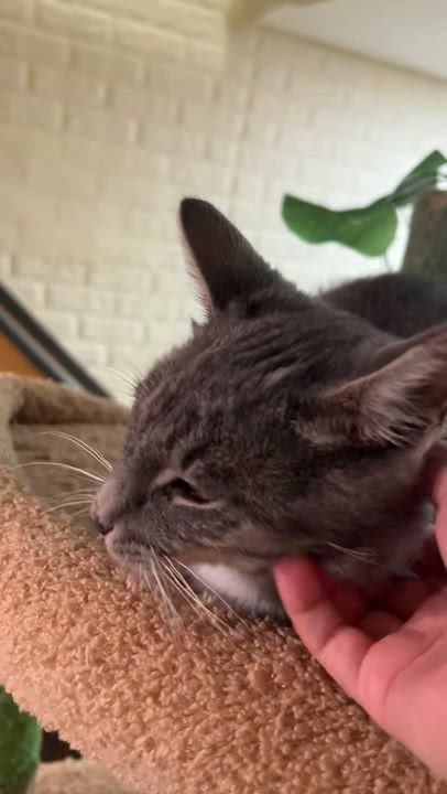 Enlarge Jackpot, a ADOPTABLE Domestic Short Hair in South Ozone Park, NY video 5/6