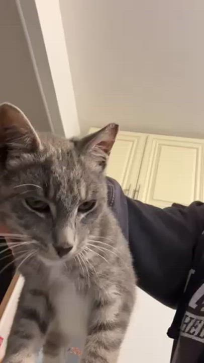 Enlarge Jackpot, a ADOPTABLE Domestic Short Hair in South Ozone Park, NY video 3/5