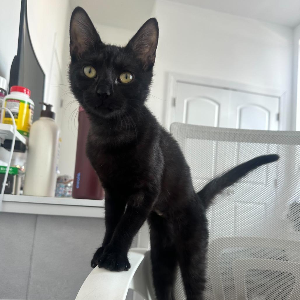 Moonshadow, Adoptable, Kitten Female Domestic Short Hair.