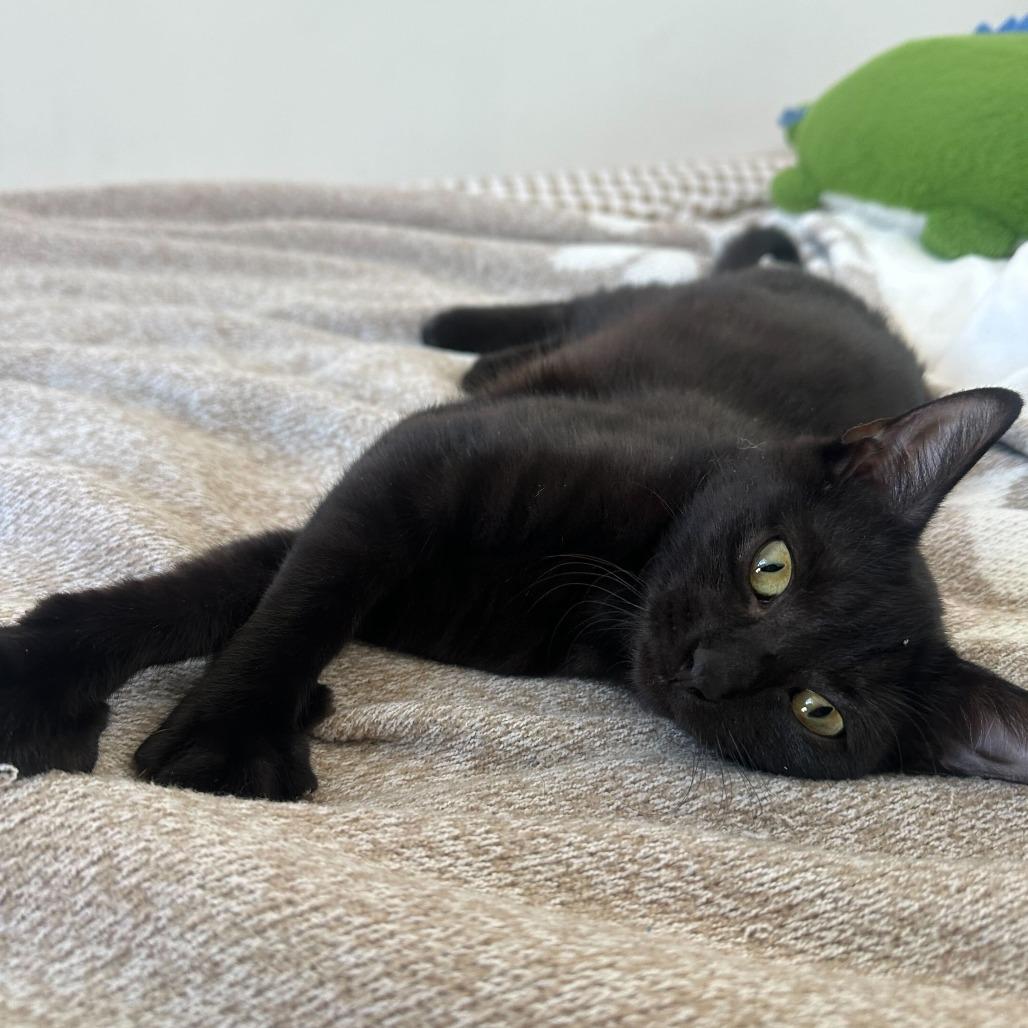 Enlarge Moonshadow, a Adoptable Domestic Short Hair in New York, NY image 2/3