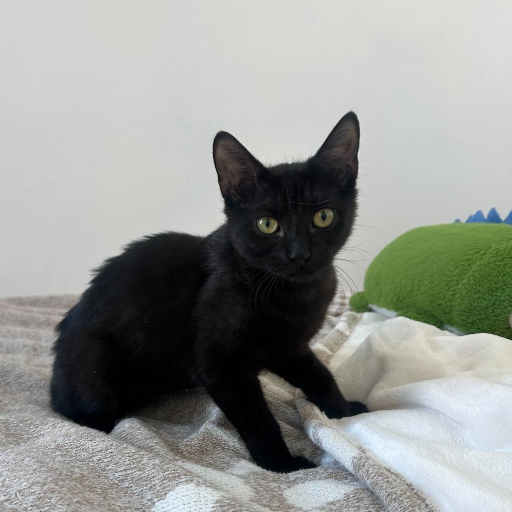 Enlarge Moonshadow, a Adoptable Domestic Short Hair in New York, NY image 3/3