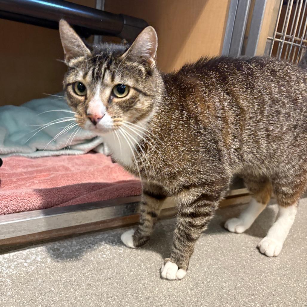 Kory, a Adoptable Domestic Short Hair in Chesapeake, VA image 1/2