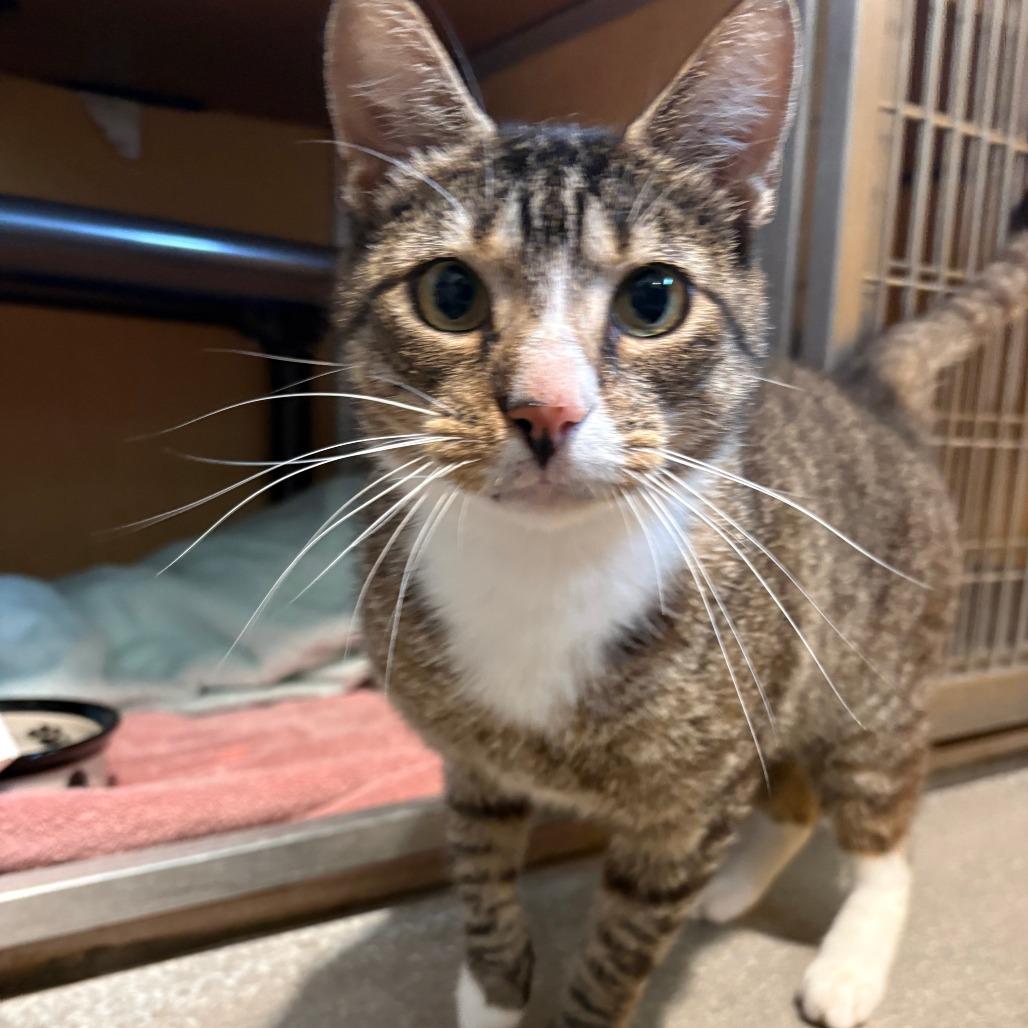 Kory, a Adoptable Domestic Short Hair in Chesapeake, VA image 2/2