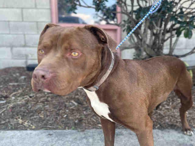 CADBURY, Adoptable, Adult Male Pit Bull Terrier.