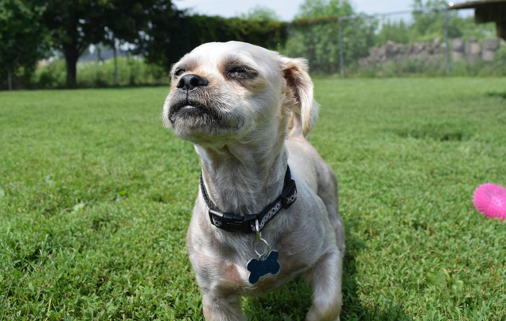 Milo, Adoptable, Adult Male Shih Tzu & Yorkshire Terrier.