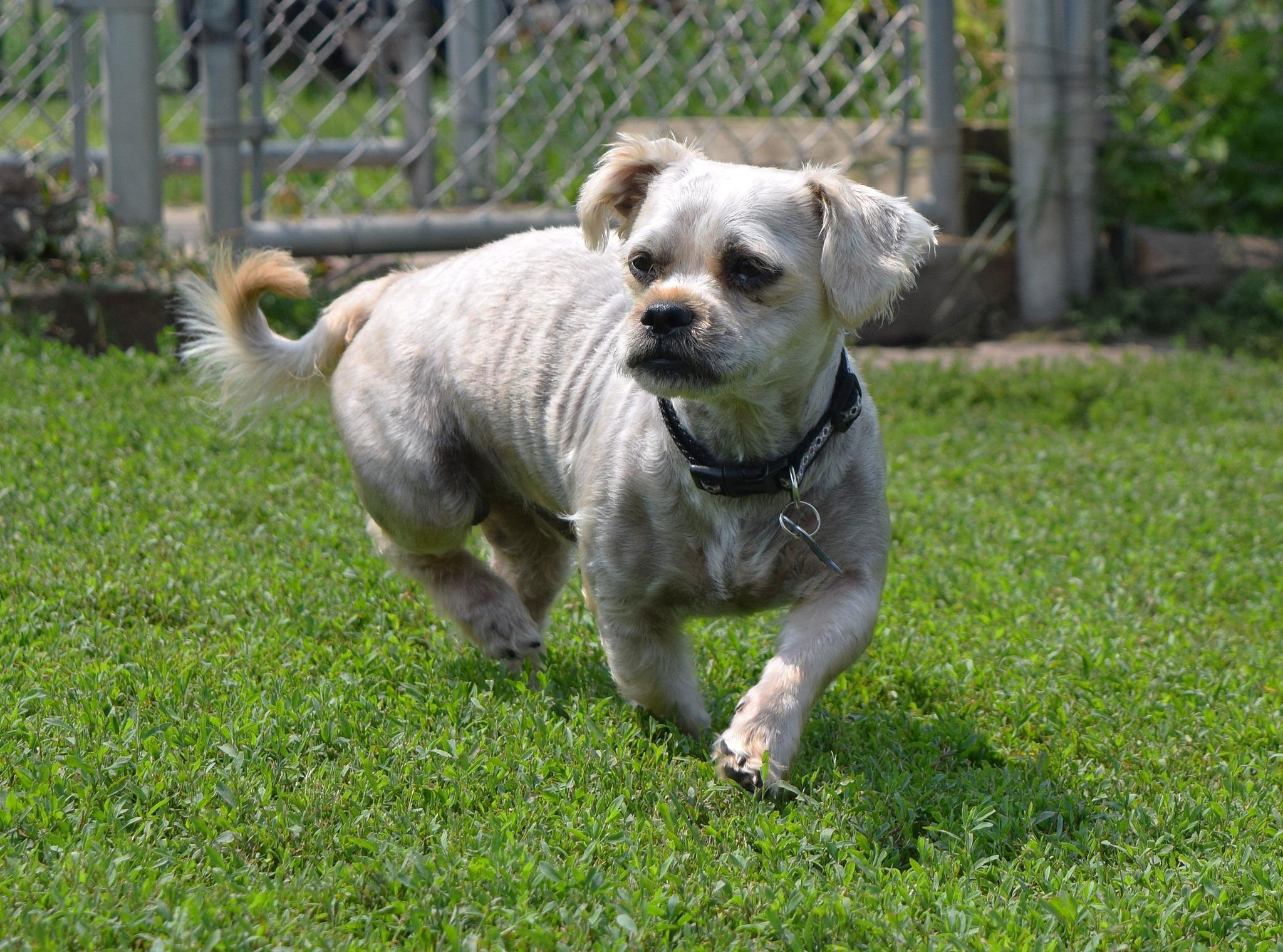 Milo, a Adoptable mixed breed in Tomah, WI image 2/4