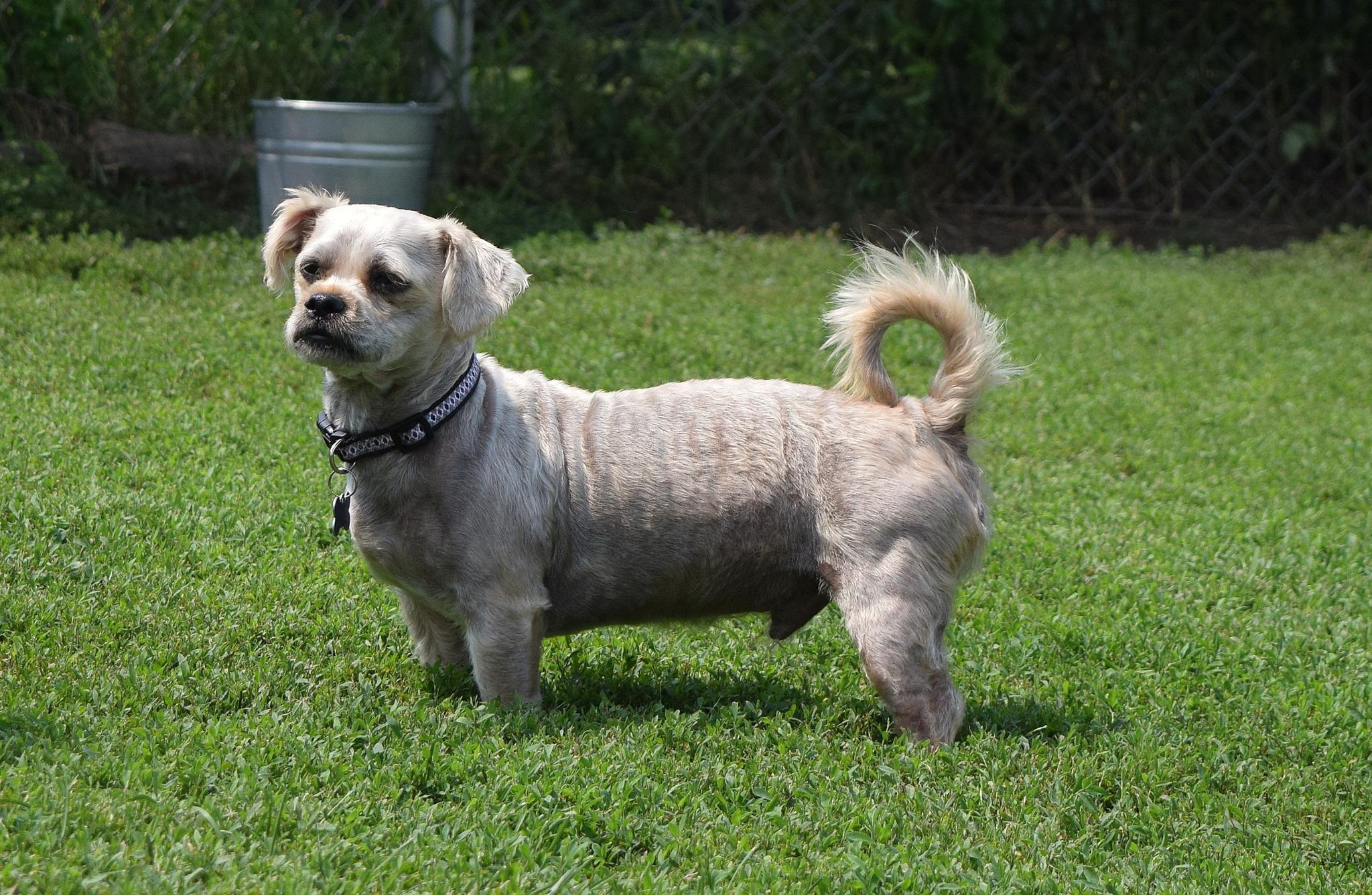 Milo, a Adoptable mixed breed in Tomah, WI image 3/4