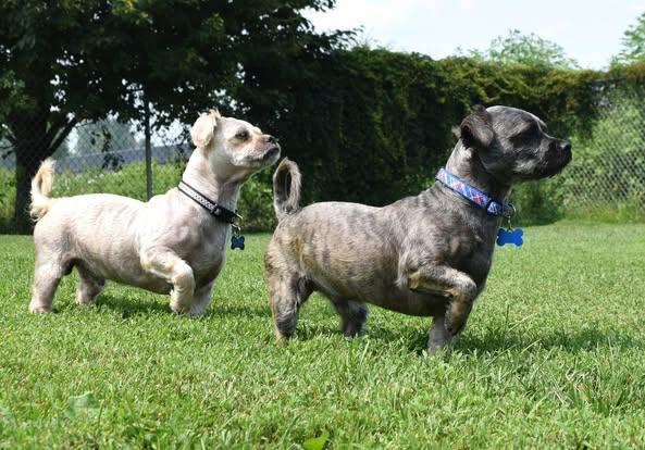 Milo, a Adoptable mixed breed in Tomah, WI image 4/4