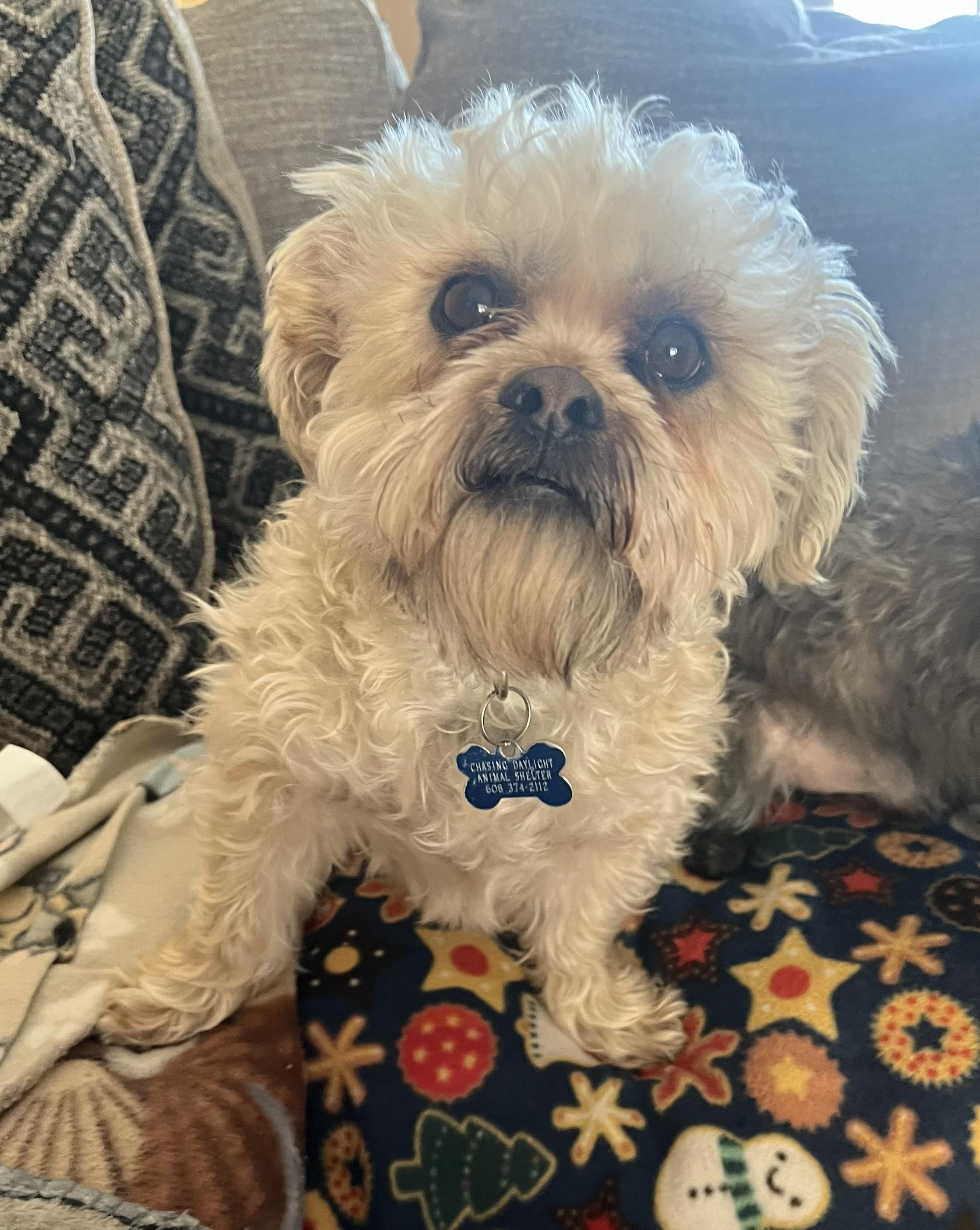 Enlarge Milo, a Adoptable mixed breed in Tomah, WI image 1/5