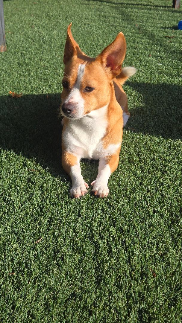 Enlarge Rocky, a Adoptable mixed breed in Amity, OR image 5/6