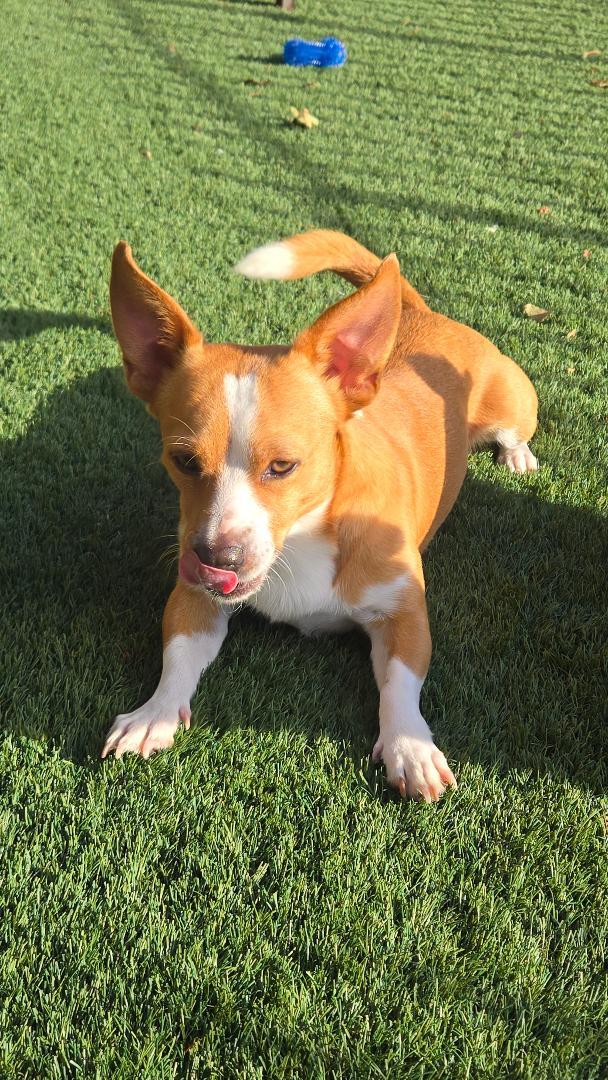 Enlarge Rocky, a Adoptable mixed breed in Amity, OR image 1/6