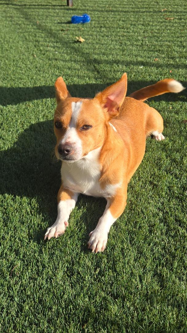 Enlarge Rocky, a Adoptable mixed breed in Amity, OR image 6/6