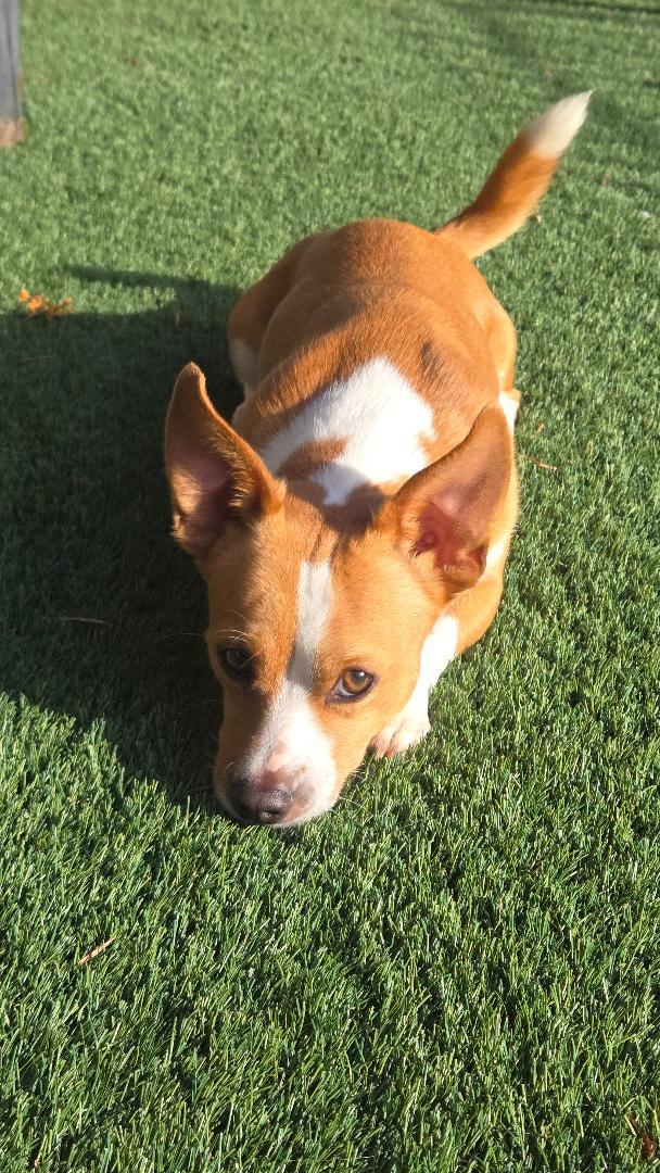 Enlarge Rocky, a Adoptable mixed breed in Amity, OR image 2/6