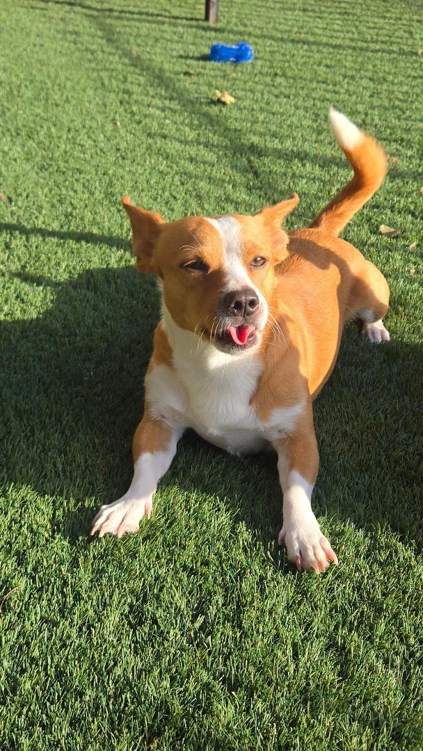 Enlarge Rocky, a Adoptable mixed breed in Amity, OR image 3/6