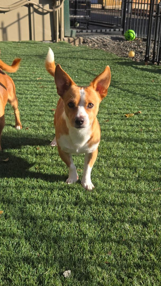 Enlarge Rocky, a Adoptable mixed breed in Amity, OR image 4/6