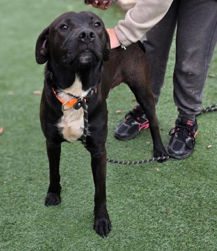 Mercury- $75 Adoption Fee! Diamond Dog!, Adoptable, Adult Male Labrador Retriever & Pit Bull Terrier.
