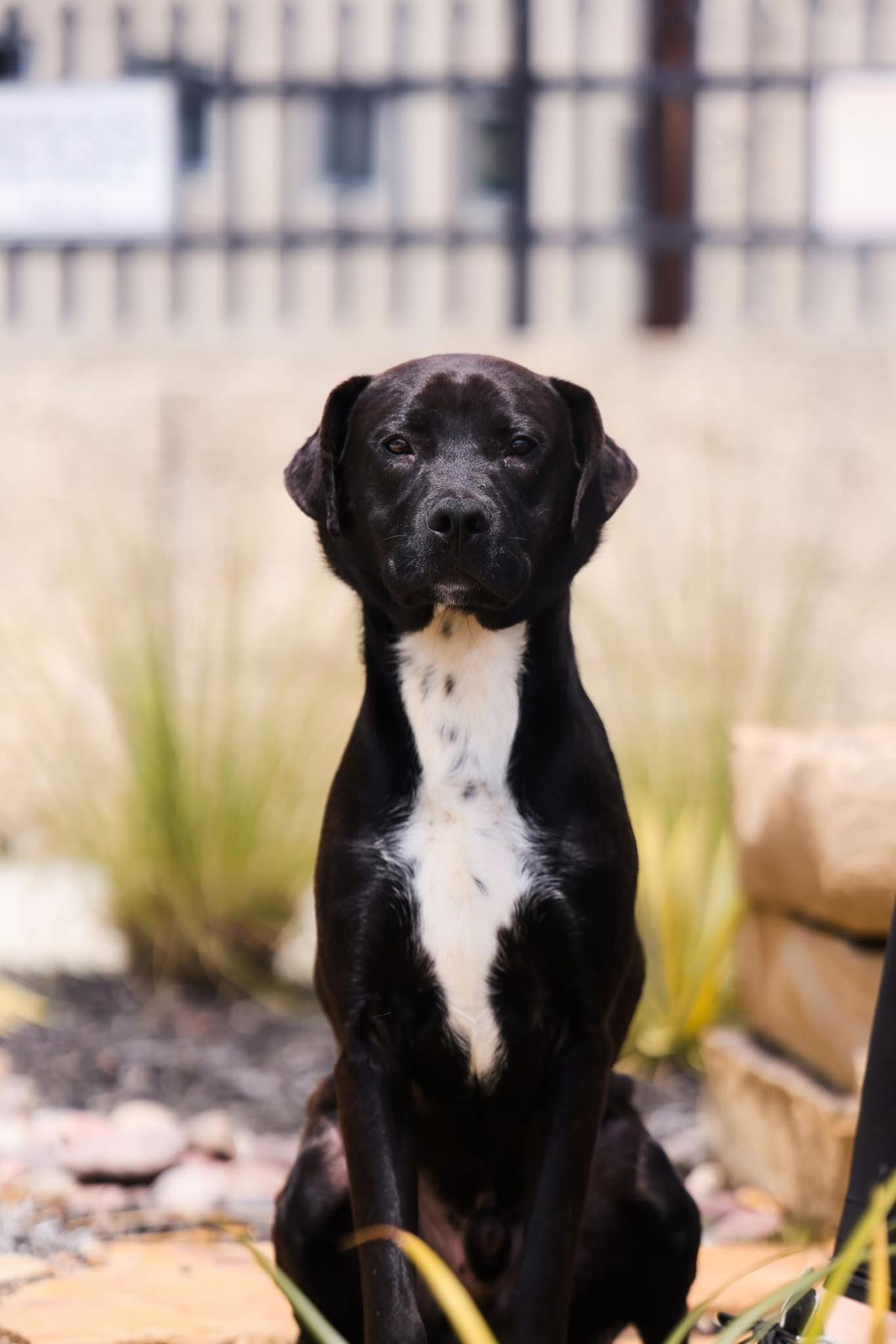 Enlarge Mercury- $75 Adoption Fee! Diamond Dog!, a Adoptable mixed breed in Rockwall, TX image 2/3