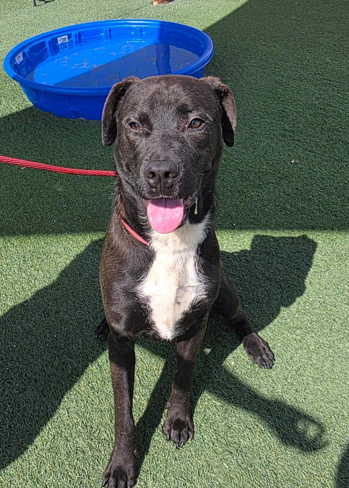 Mercury- $75 Adoption Fee! Diamond Dog!, Adoptable, Adult Male Labrador Retriever & Pit Bull Terrier.