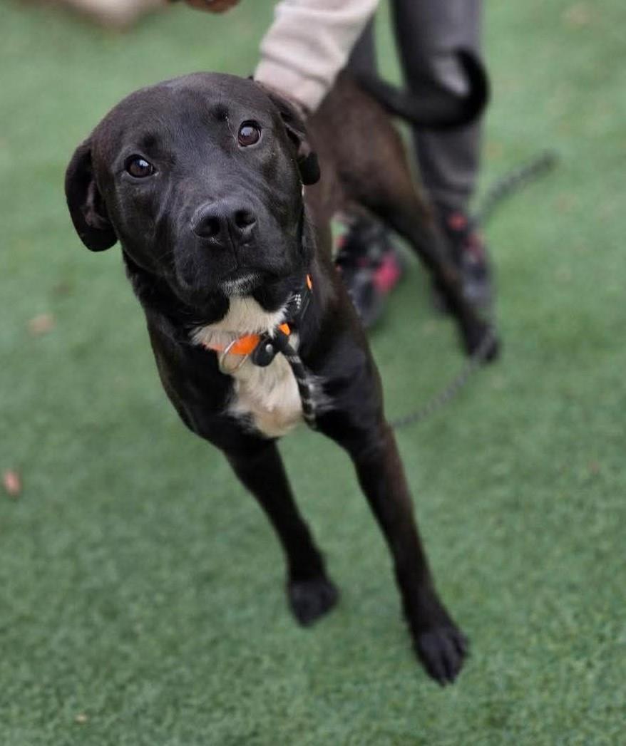 Enlarge Mercury- $75 Adoption Fee! Diamond Dog!, a Adoptable mixed breed in Rockwall, TX image 3/3