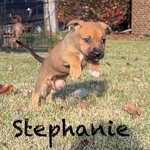 Enlarge Stephanie, a Adoptable mixed breed in Midland, MI image 1/1
