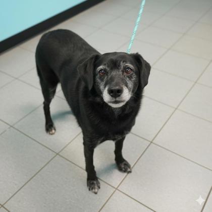 Enlarge Pierre & Paris~ SPONSORED!, a Adoptable mixed breed in Bowling Green, KY image 1/1