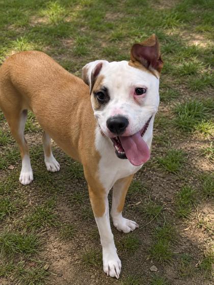 Daisy, ADOPTABLE, Adult Female American Staffordshire Terrier & Pit Bull Terrier.