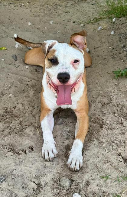 Daisy, a ADOPTABLE mixed breed in Inverness, FL image 3/3