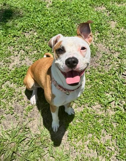 Daisy, a ADOPTABLE mixed breed in Inverness, FL image 2/3