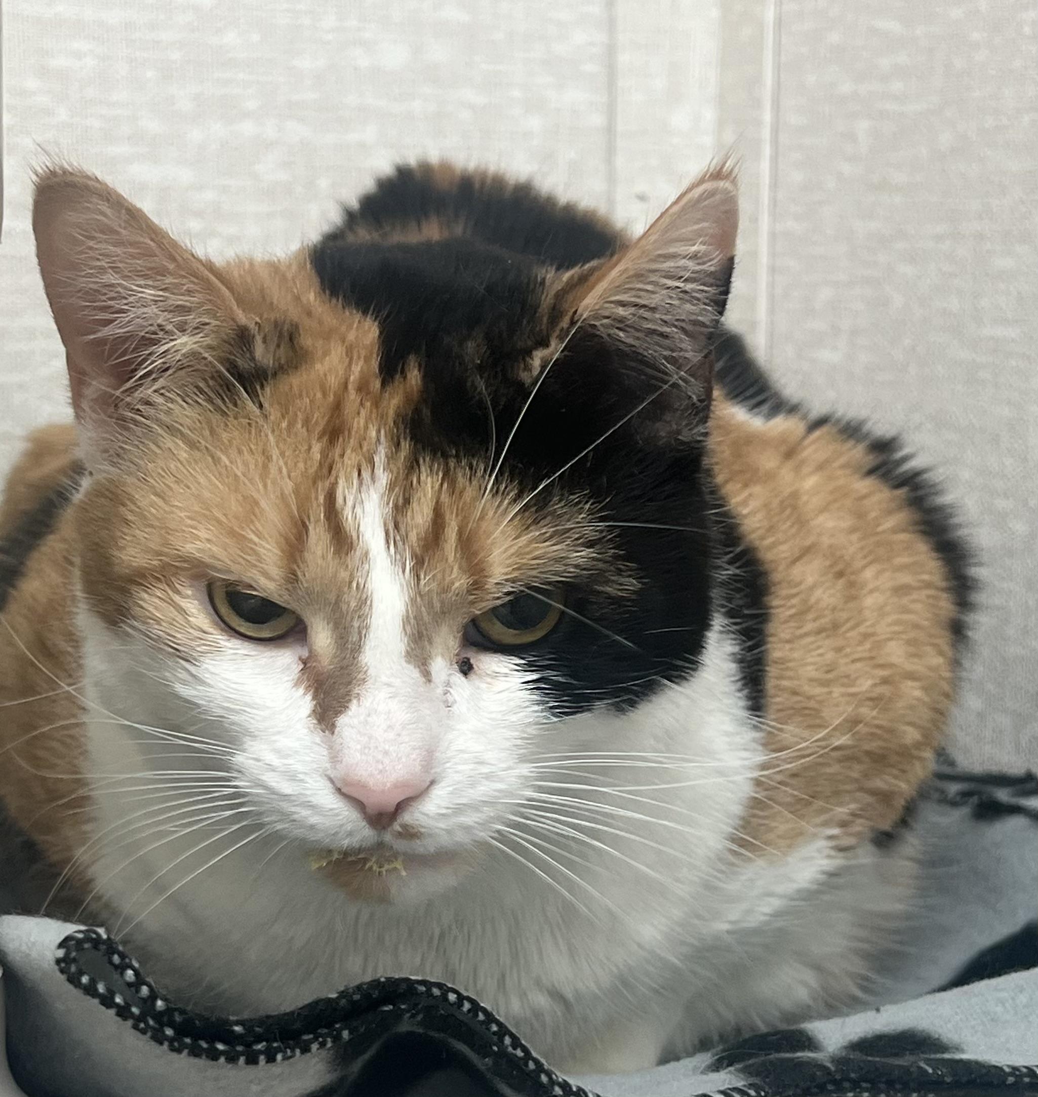 Enlarge Mustang, an adoptable mixed breed in Salem, NH image 1/3