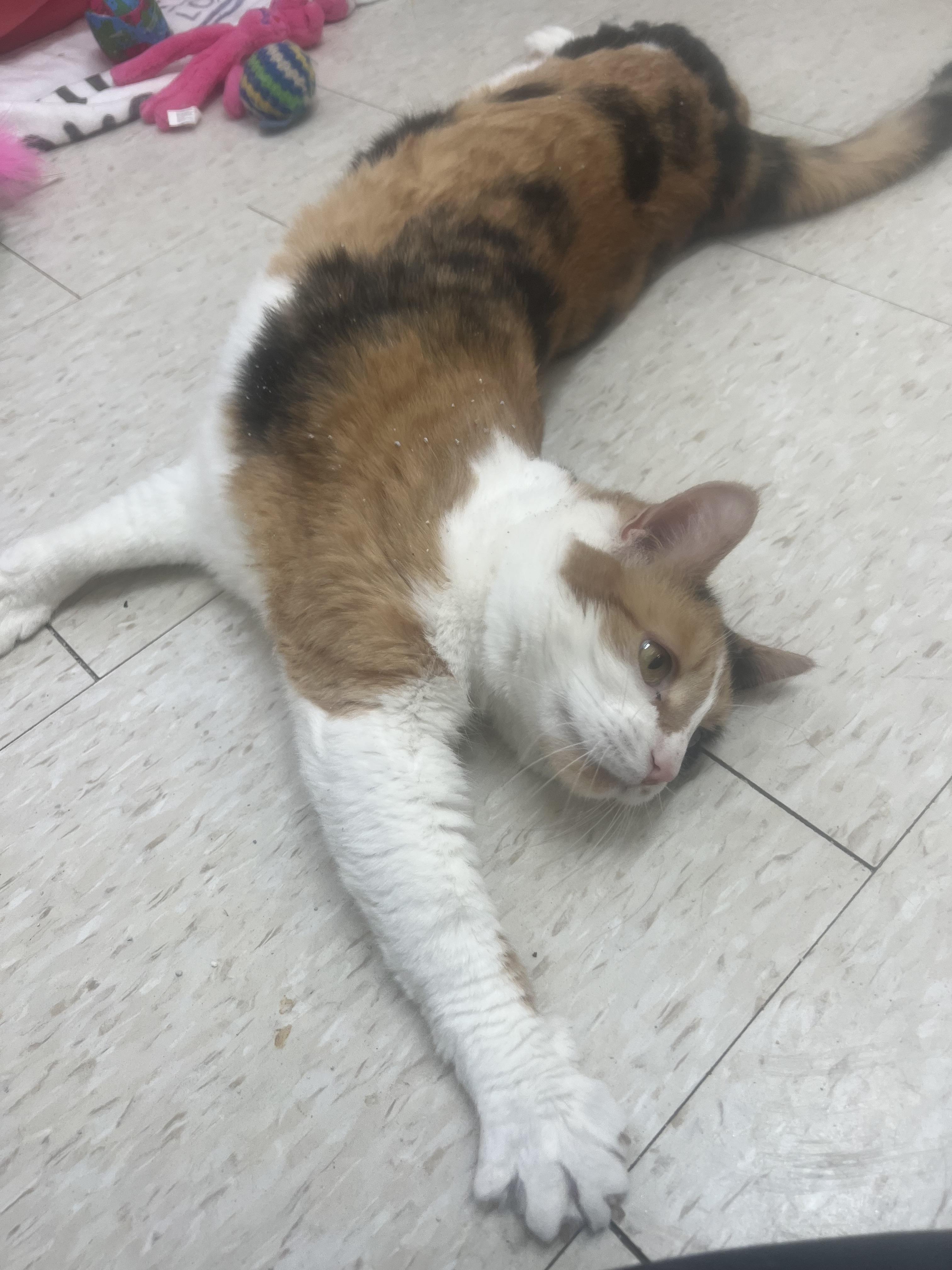 Mustang, an adopted mixed breed in Salem, NH image 5/6