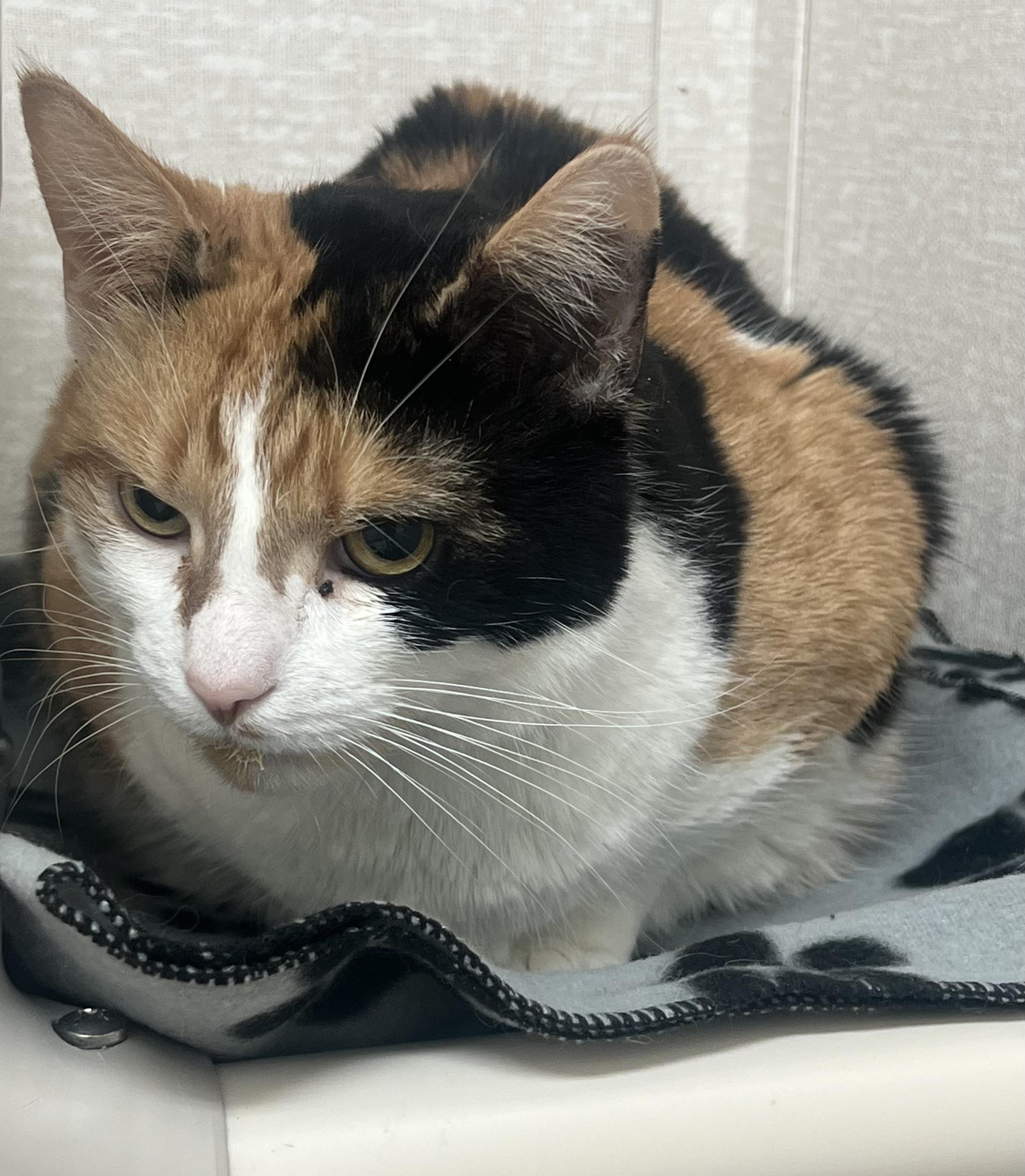 Enlarge Mustang, an adoptable mixed breed in Salem, NH image 2/3