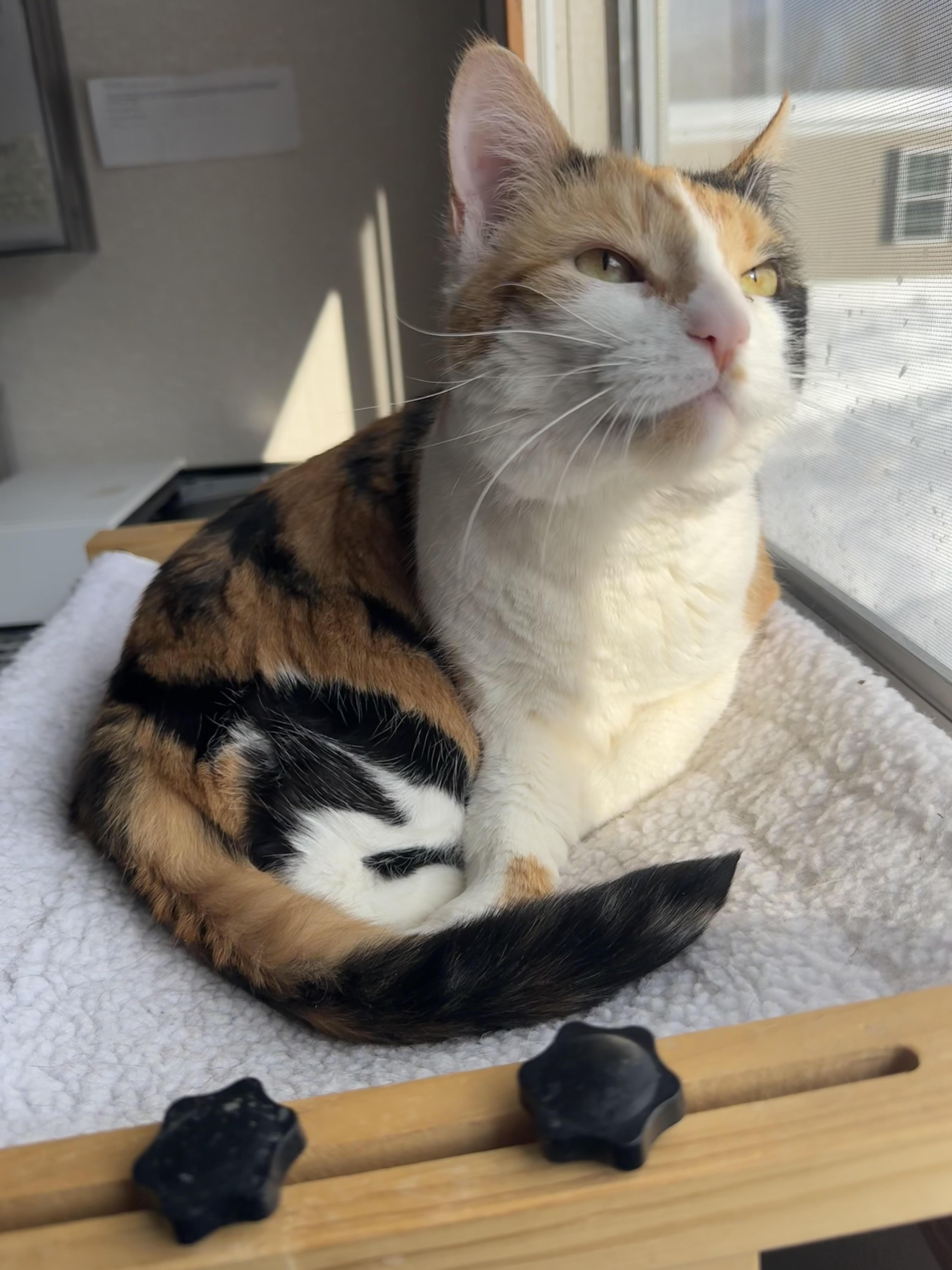 Mustang, an adopted mixed breed in Salem, NH image 2/6