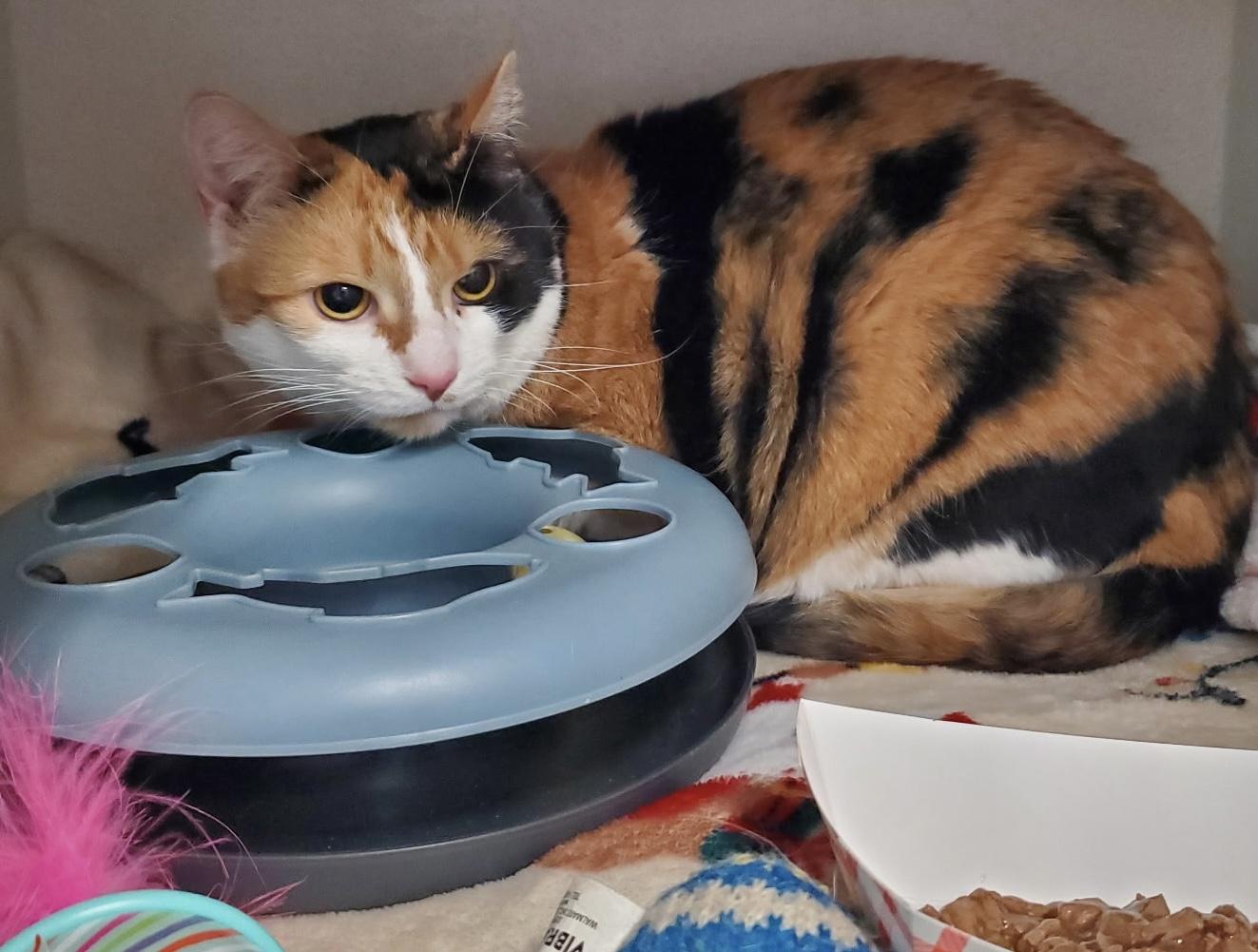 Enlarge Mustang, an adoptable mixed breed in Salem, NH image 3/3