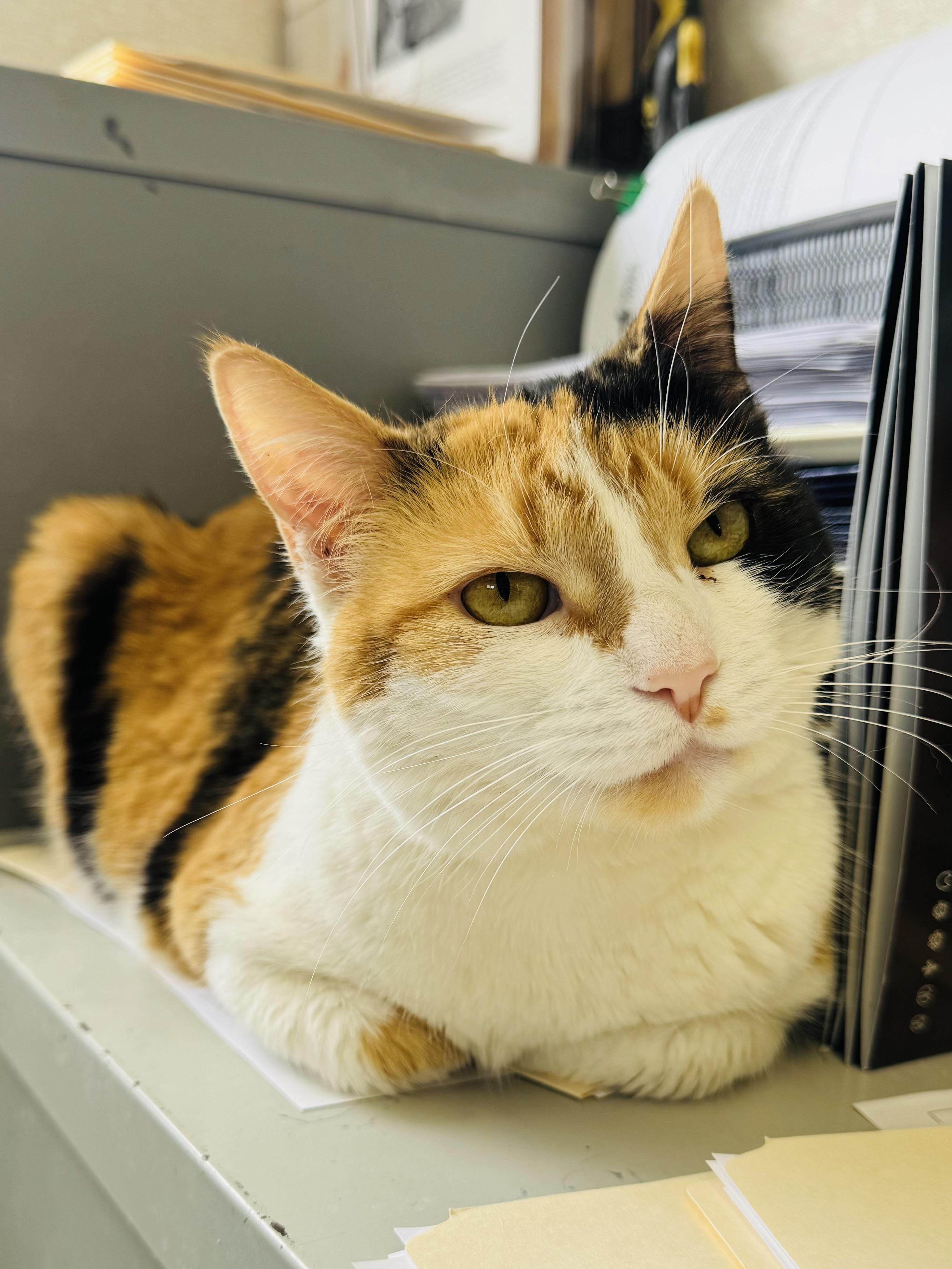 Mustang, adoptable, Adult Female Calico.