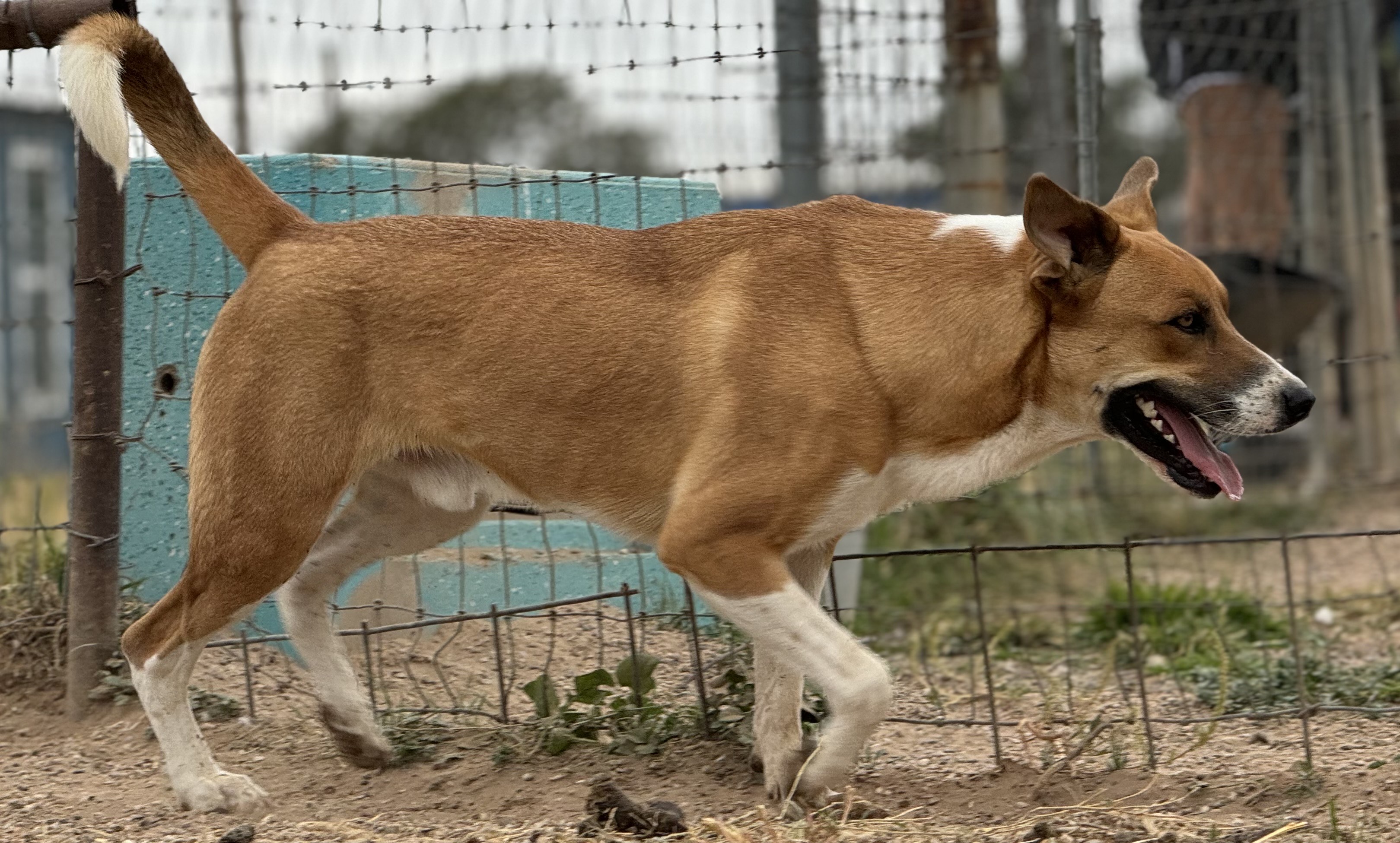 Enlarge Denim, a Adoptable Mixed Breed in Lubbock, TX image 3/6