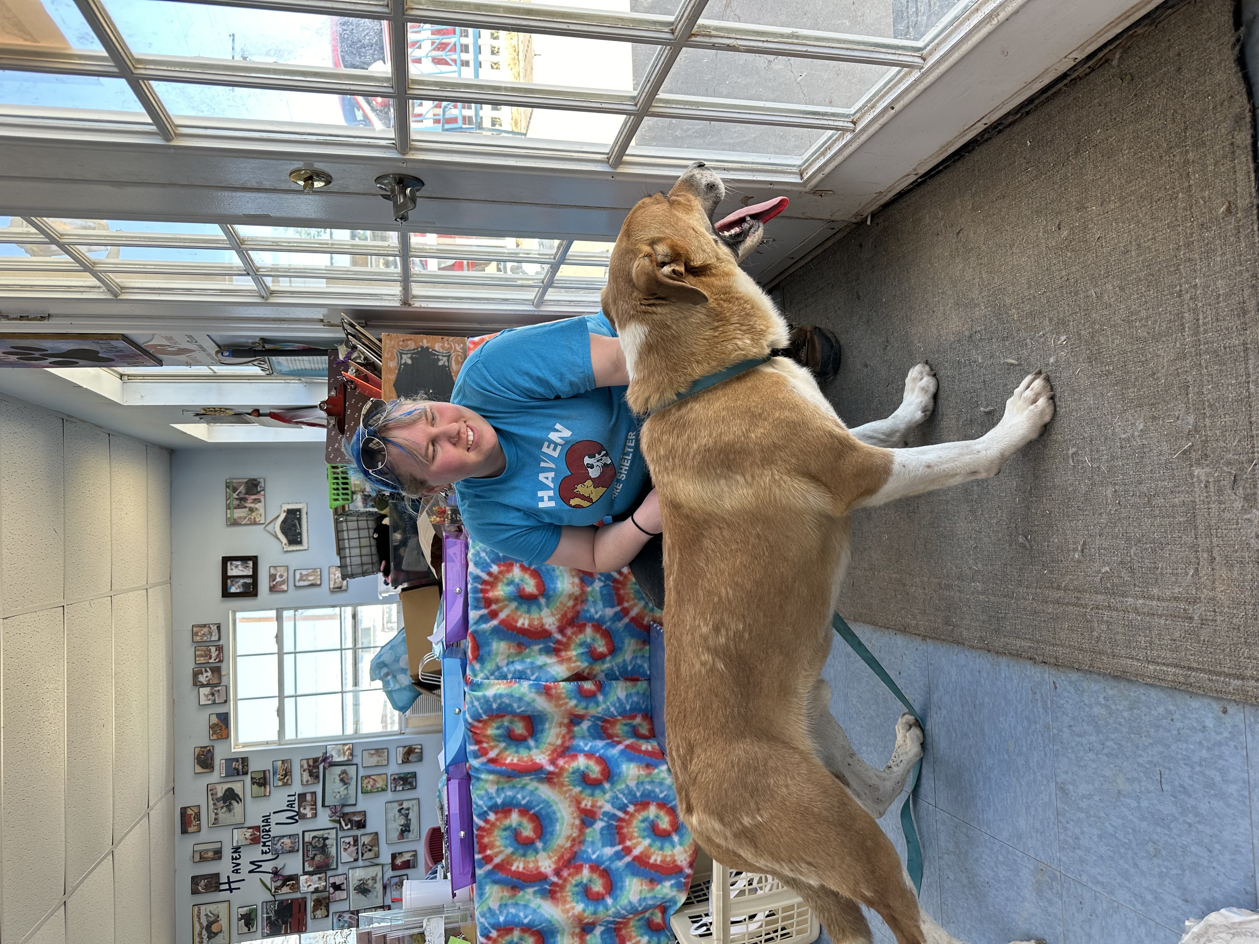 Enlarge Denim, a Adoptable Mixed Breed in Lubbock, TX image 4/6