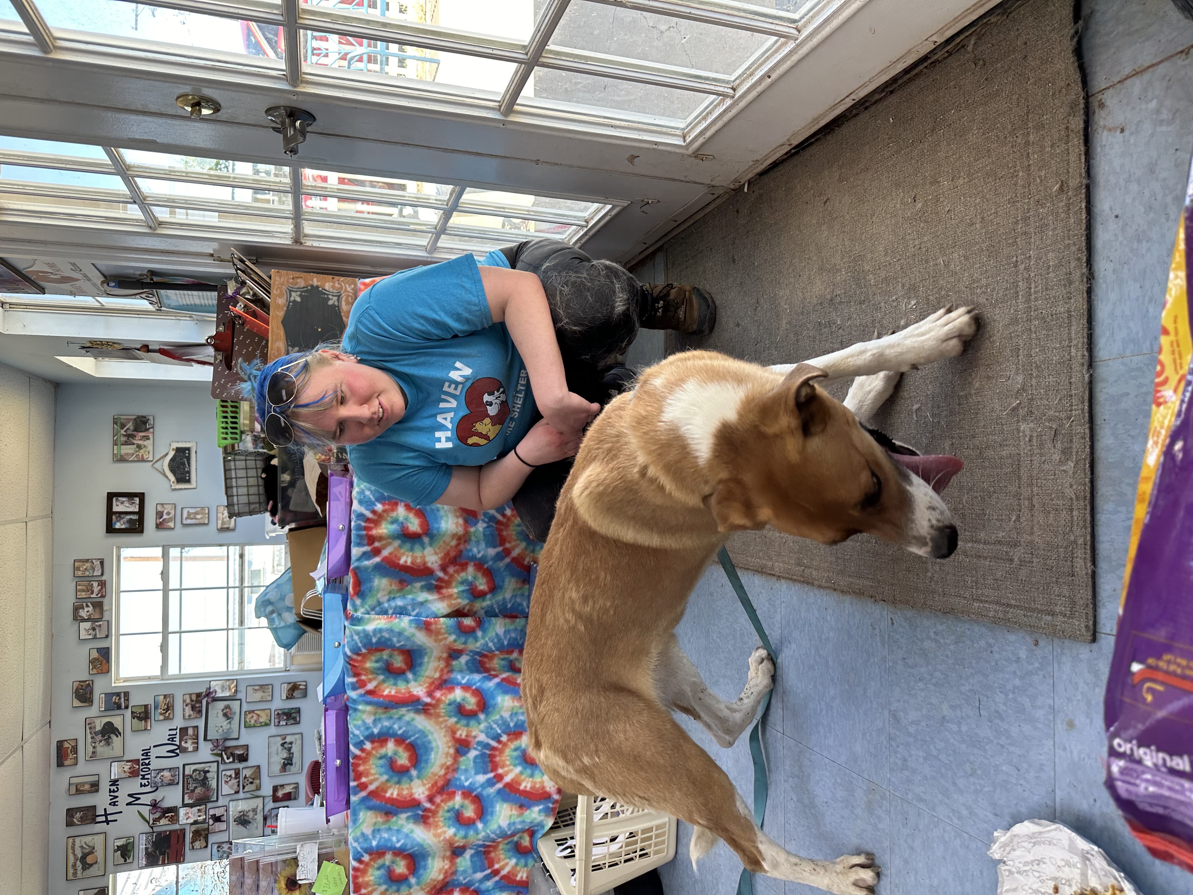 Enlarge Denim, a Adoptable Mixed Breed in Lubbock, TX image 6/6