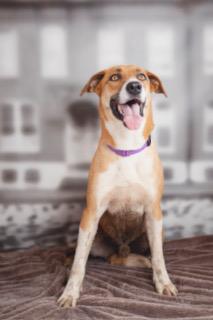 Enlarge Denim, a Adoptable Mixed Breed in Lubbock, TX image 1/6