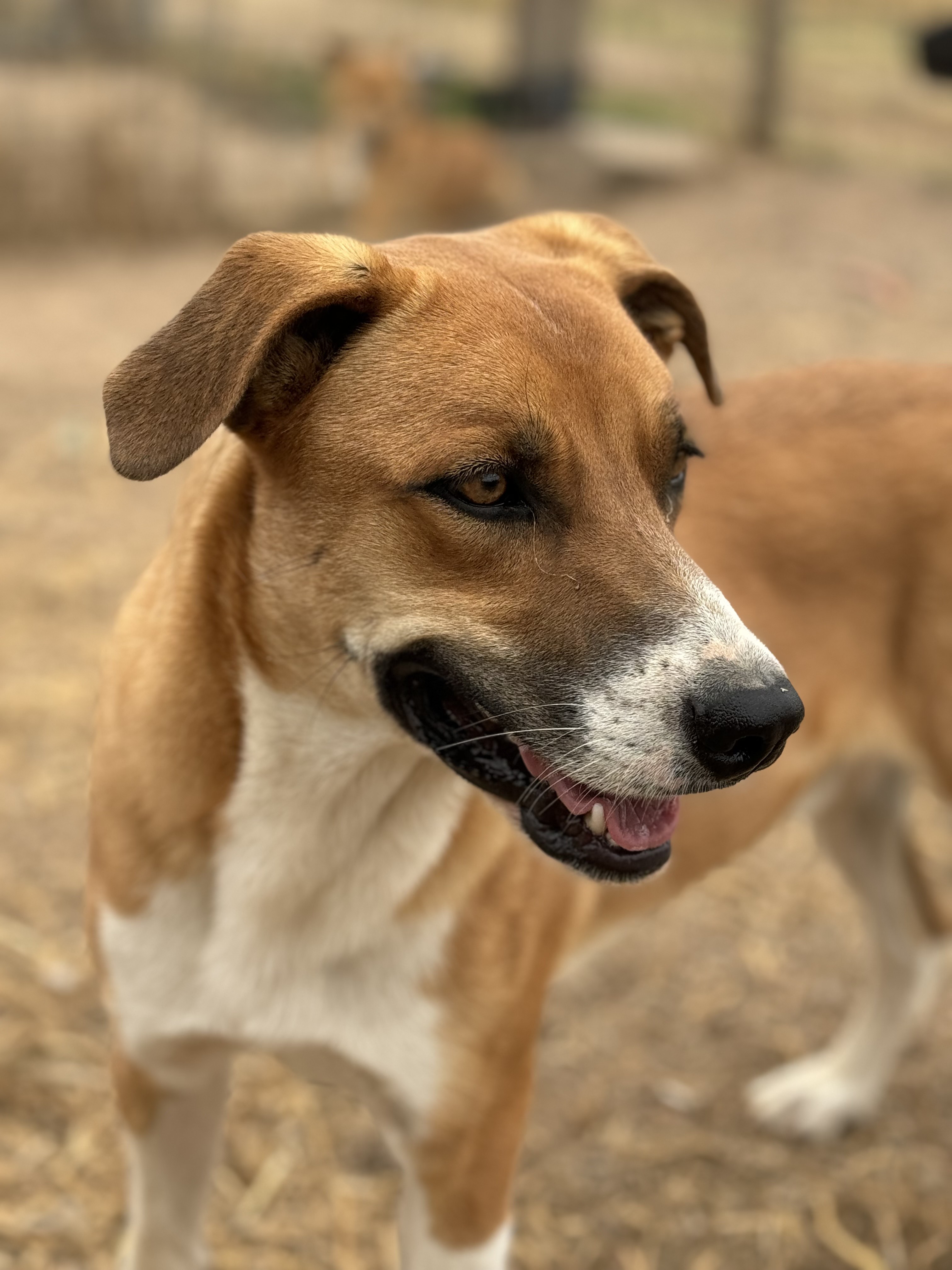 Enlarge Denim, a Adoptable Mixed Breed in Lubbock, TX image 2/6