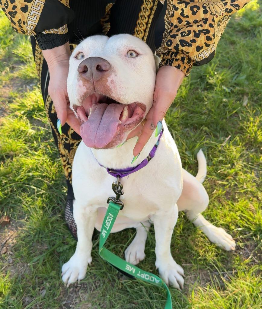 Enlarge Aspen, a Adoptable Pit Bull Terrier in Austin, TX image 1/6