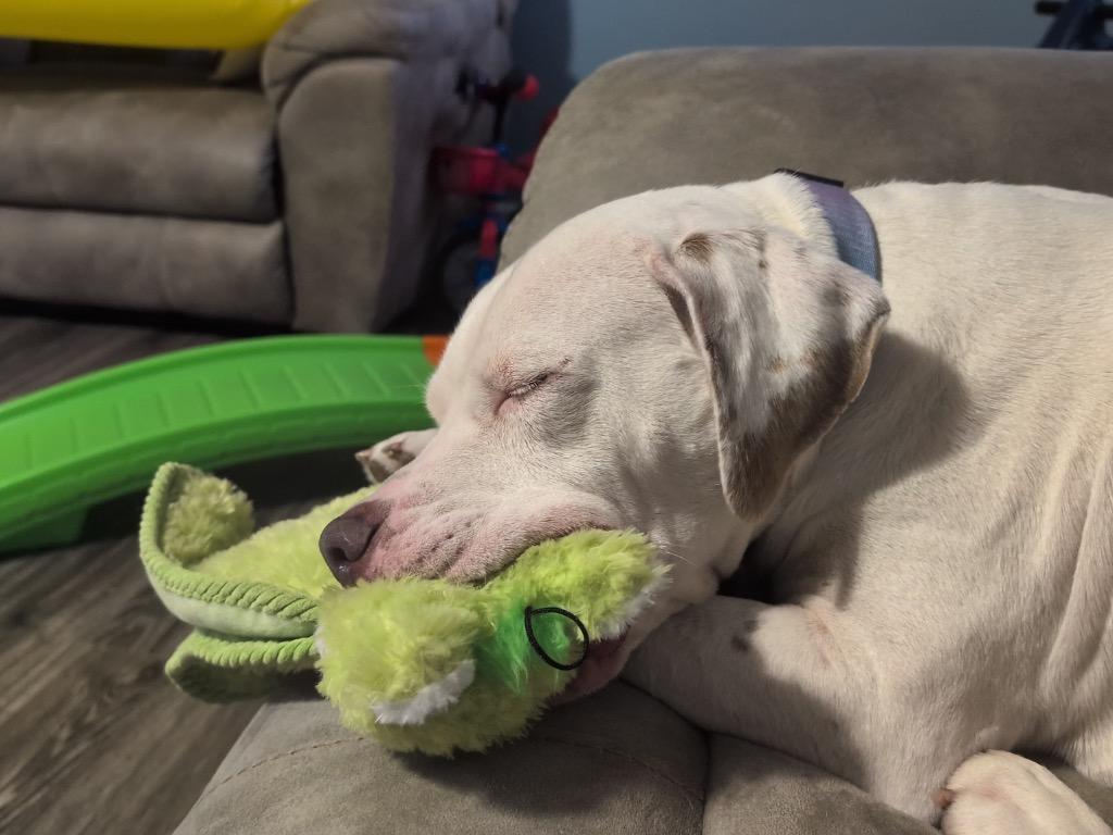 Enlarge Aspen, a Adoptable Pit Bull Terrier in Austin, TX image 2/6