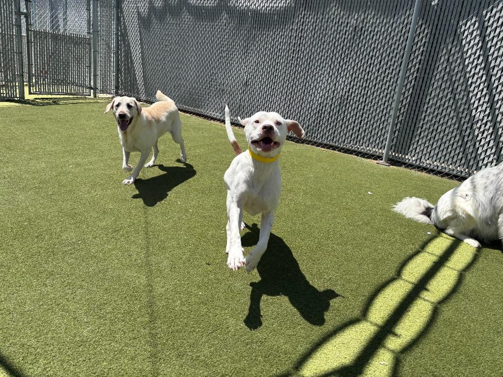 Enlarge Aspen, a Adoptable Pit Bull Terrier in Austin, TX image 3/6