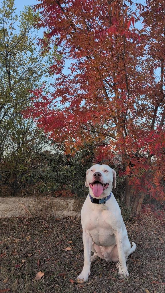 Enlarge Aspen, a Adoptable Pit Bull Terrier in Austin, TX image 4/6