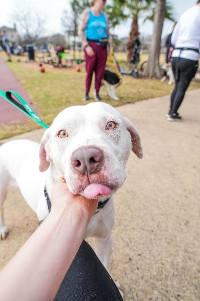 Enlarge Aspen, a Adoptable Pit Bull Terrier in Austin, TX image 5/6