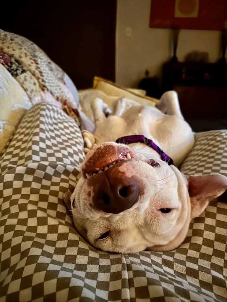 Enlarge Aspen, a Adoptable Pit Bull Terrier in Austin, TX image 6/6